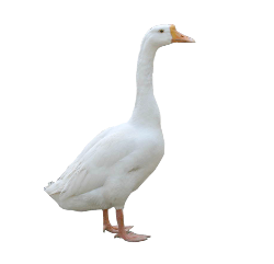 goose