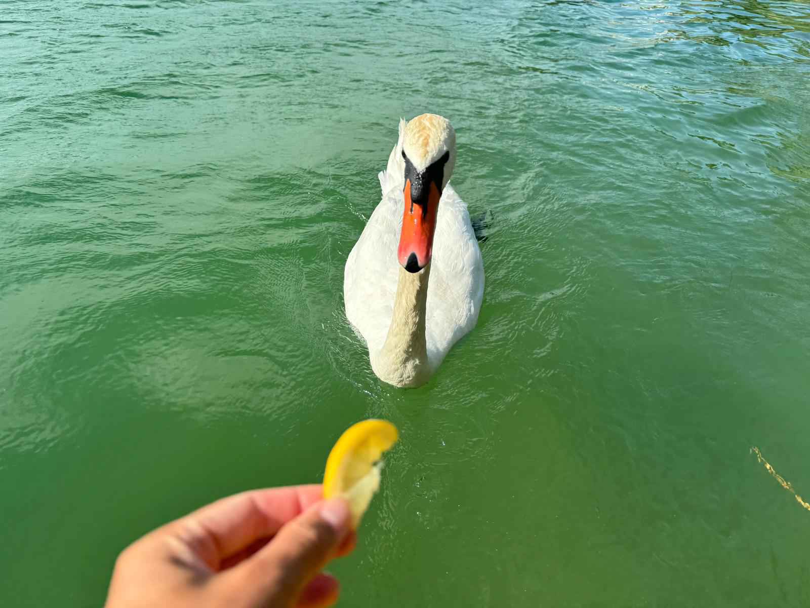 Swan approaching